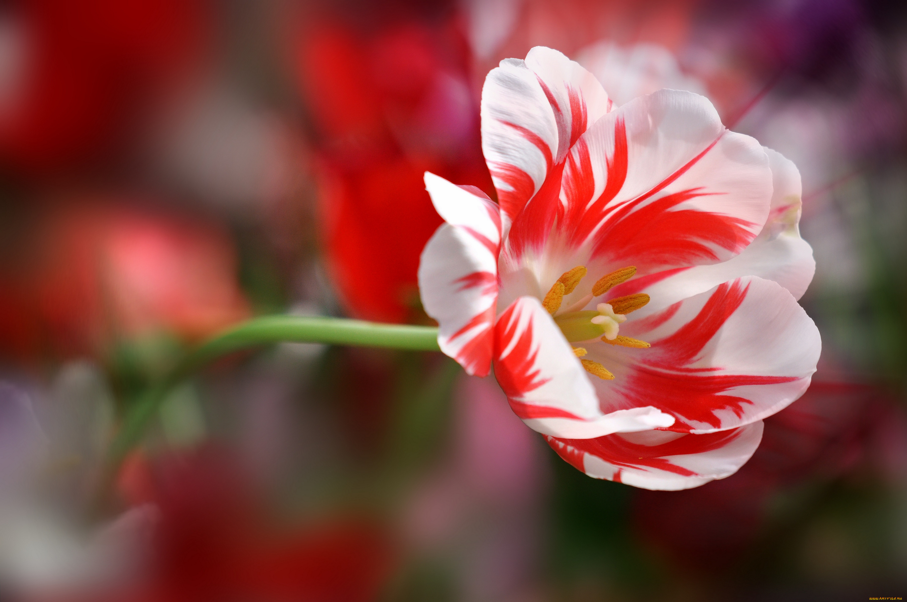 Красивые цветы крупным планом. Ред Вайт тюльпан. Красный цветочек. Красивые цветы. Красивые цветочки.